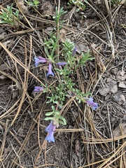 Penstemon caespitosus