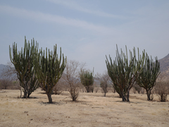 Stenocereus quevedonis