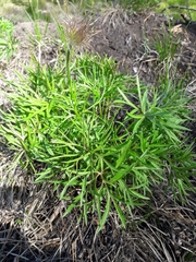 Pulsatilla