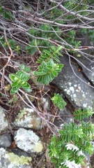 Veronica rakaiensis