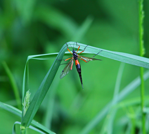 Giant Sabre Comb Horn Cranefly, photo 2 of 10