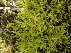 Brachythecium frigidum
