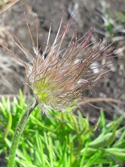 Pulsatilla