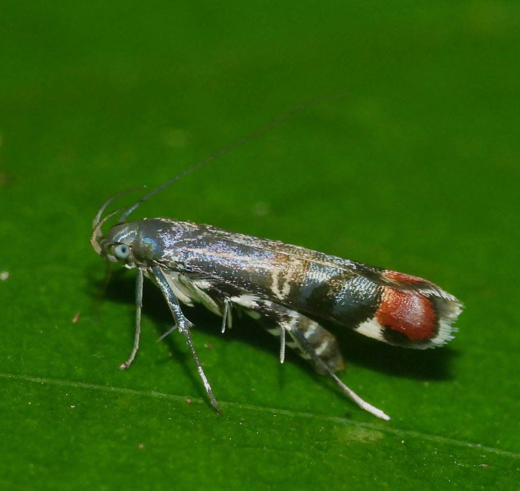Charistica rhodopetala