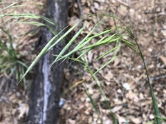 Bromus laevipes