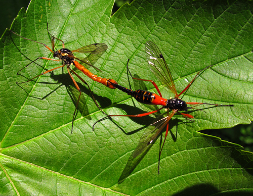 Giant Sabre Comb Horn Cranefly