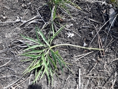 Pulsatilla