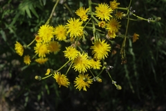Sonchus canariensis