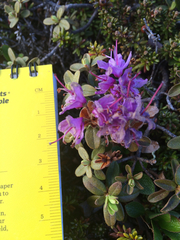 Rhododendron lapponicum