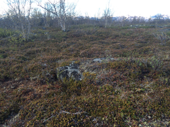 Rhododendron lapponicum