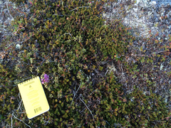 Rhododendron lapponicum