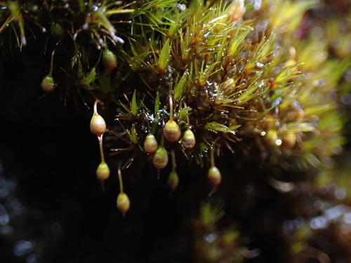 Image of Blindia acuta by no rights reserved