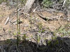 Linanthus harknessii