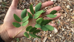 Erythrostemon yucatanensis