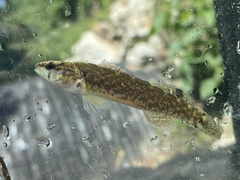 Etheostoma artesiae