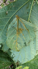 Synchytrium minutum