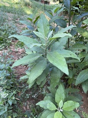 Pluchea carolinensis