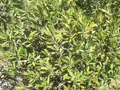 Comarostaphylis polifolia