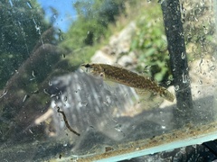 Etheostoma artesiae