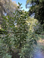 Pluchea carolinensis