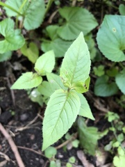 Monarda bradburiana