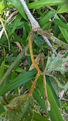 Synchytrium minutum