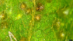 Synchytrium minutum