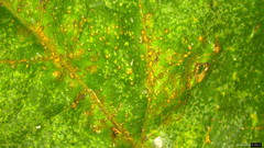 Synchytrium minutum