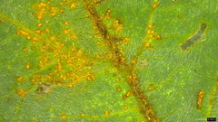 Synchytrium minutum