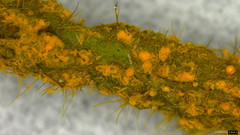 Synchytrium minutum