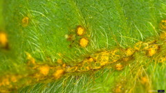Synchytrium minutum