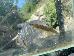 Etheostoma artesiae