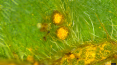 Synchytrium minutum