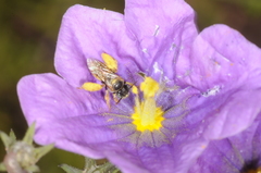 Lanthanomelissa parva