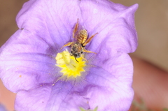 Lanthanomelissa parva