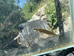 Etheostoma artesiae