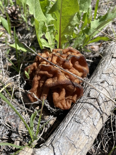 iNaturalist observation photo of Mountain Lorchel