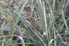 Ananas comosus bracteatus