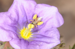 Lanthanomelissa parva