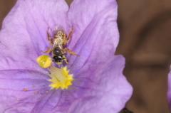 Lanthanomelissa parva