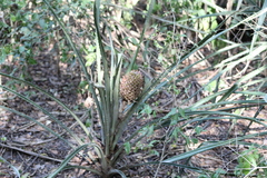 Ananas comosus bracteatus