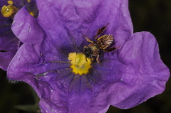 Lanthanomelissa parva