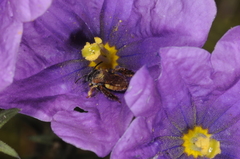 Lanthanomelissa parva