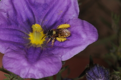 Lanthanomelissa parva