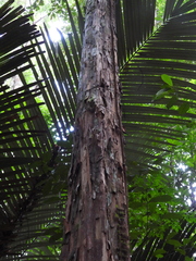 Pouteria decorticans