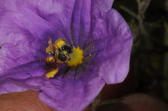 Lanthanomelissa parva