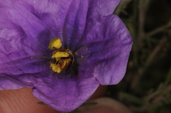 Lanthanomelissa parva