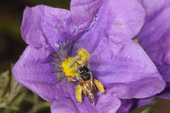 Lanthanomelissa parva