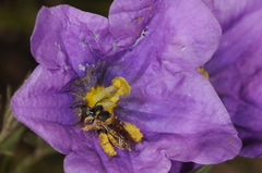 Lanthanomelissa parva