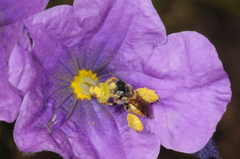 Lanthanomelissa parva